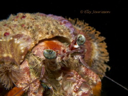 Anemone hermit crab (Dardanus pedunculatus) @ Malapascua,... by Elly Jeurissen 